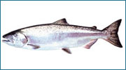 Saumon quinnat – Également connu sous le nom de saumon « King », il a le dos bleu-vert, vit de 5 à 7 ans et peut atteindre 55 Kg.