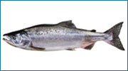 Saumon rose – De couleur argentée, et le saumon le plus abondant, il vit environ 2 ans et pèse 2,20 Kg.