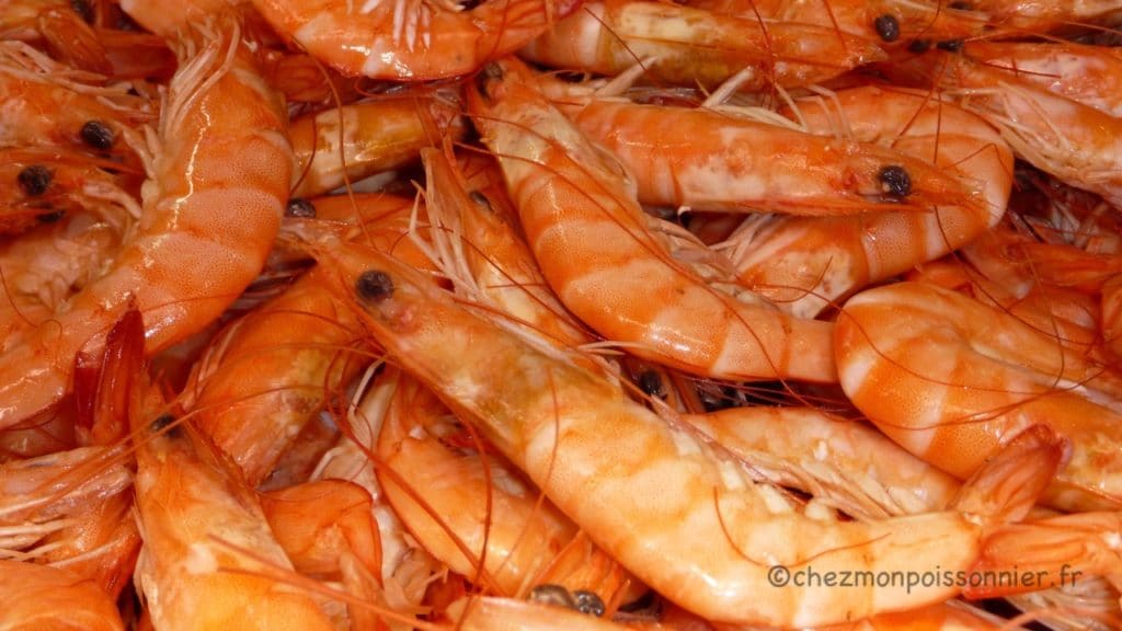 Crevettes cuites - Vente en gros de crevettes par Iso Pesca Livraison rapide Bruxelles