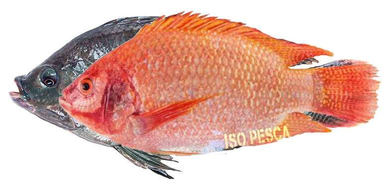 Tilapia rouge ou noir. Vente de poisson en ligne