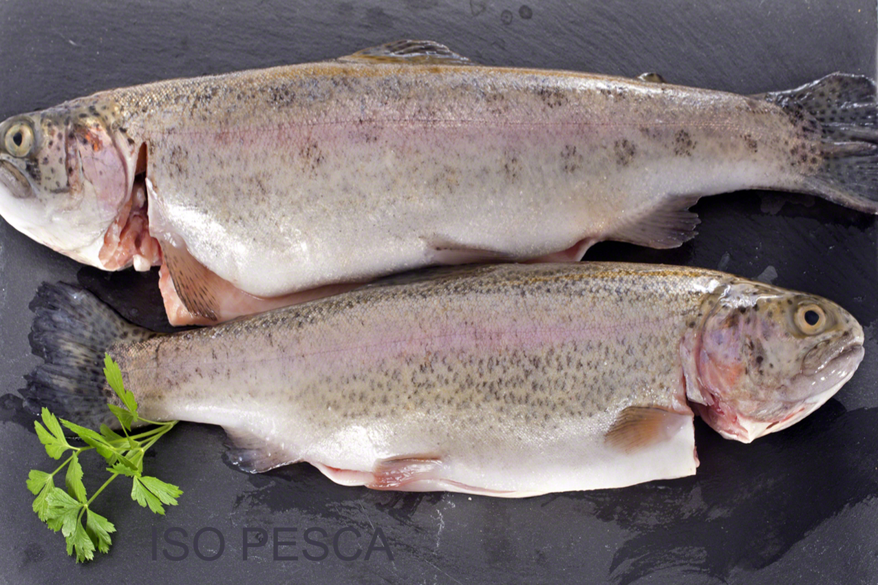 Truite vente en gros - Grossiste poissons pour poissonneries Horeca Restaurant - Iso Pesca Bruxelles Abattoir d Anderlecht Bruxelles Belgique