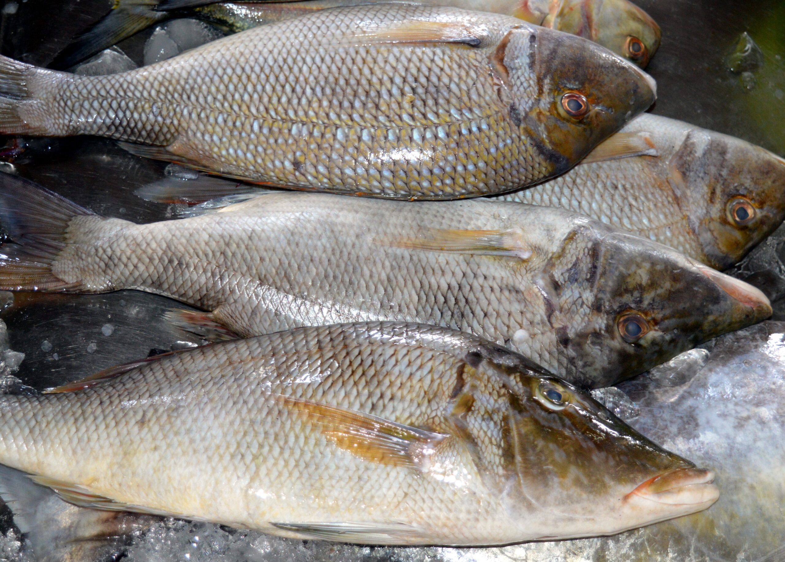 Grossiste vendeur de poissons frais directement des pêcheurs - ISO PESCA Bruxelles Belgique