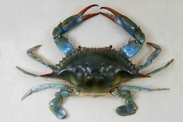 Crabe bleu