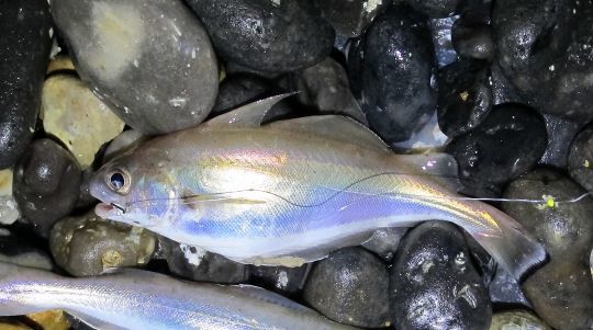 Un poisson très diététique Tacaud - Iso Pesca