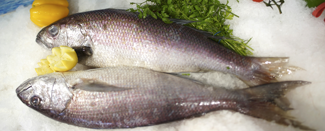 Poissonnerie en ligne, vente de poisson frais livré en 2h Bruxelles - 24h Belgique - LA MEDITERRANEE au coeur des Abattoir d'Anderlecht
